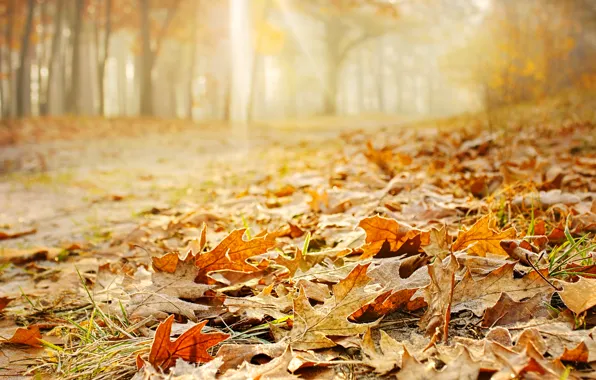 Картинка осень, лес, трава, листья, деревья, природа, желтые, оранжевые