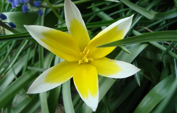 Белый, цветок, желтый