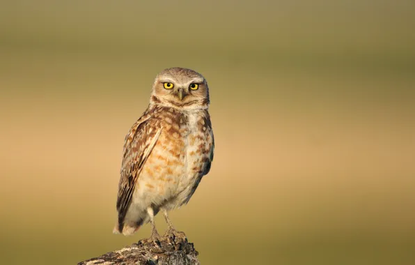 Глаза, ветка, eyes, branch, роющие сова, burrowing owl