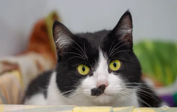 Кошка, кот, взгляд, морда, фон, портрет, черно-белое, желтые глаза