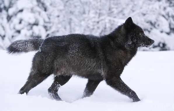 Nature, snow, predator, face, animal, wolf, wildlife, portrait