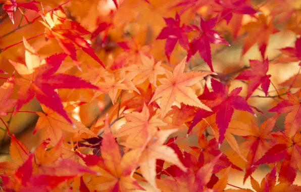 Осень, листья, текстура, багрянец