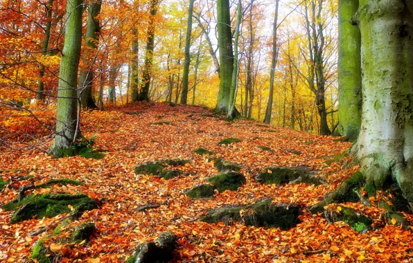 Картинка forest, park, autumn, tree