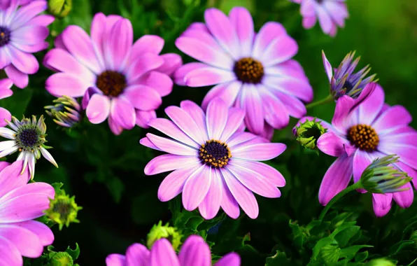 Макро, Цветы, Лепестки, Nature, Beautiful, Flower, Flowers, Flora
