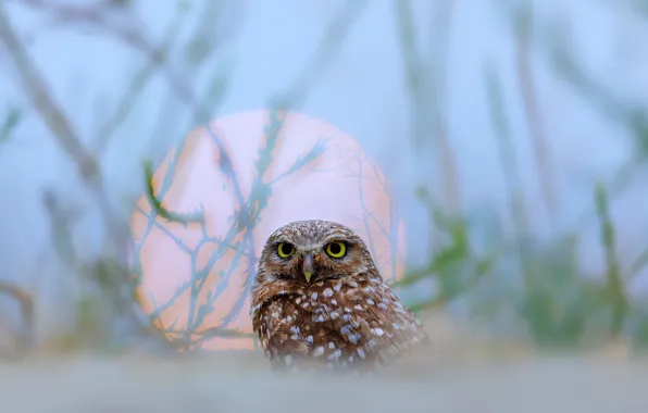 Картинка трава, сова, Солнце, grass, sun, owl, Jie Fischer