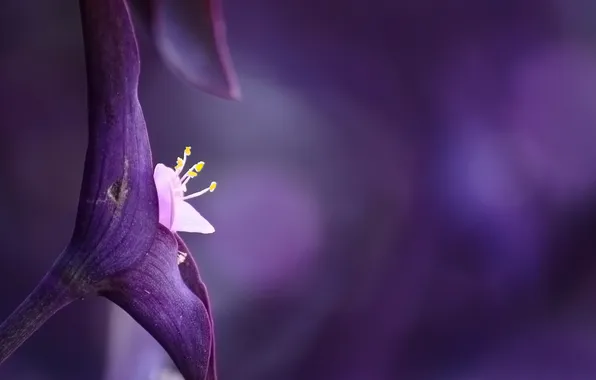 Картинка цветок, фон, Фиолетовый