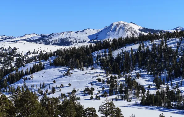 Картинка снег, деревья, пейзаж, горы, следы, природа, Nevada