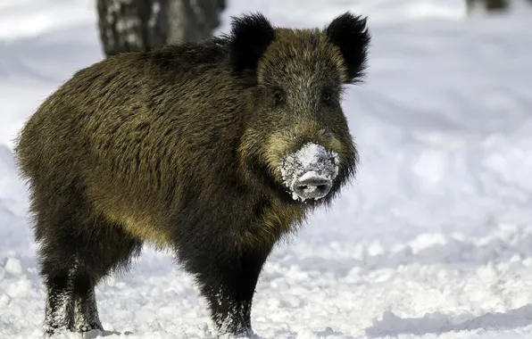 Ice, cold, boar