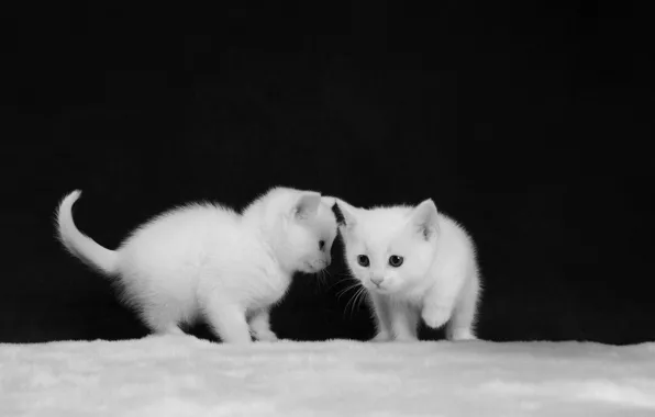 Картинка чёрно-белая, котята, белые, малыши, парочка, монохром, два котёнка