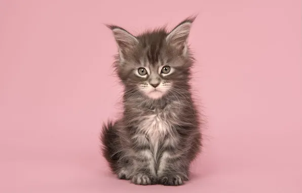 Кошка, взгляд, поза, котенок, серый, малыш, мордашка, сидит