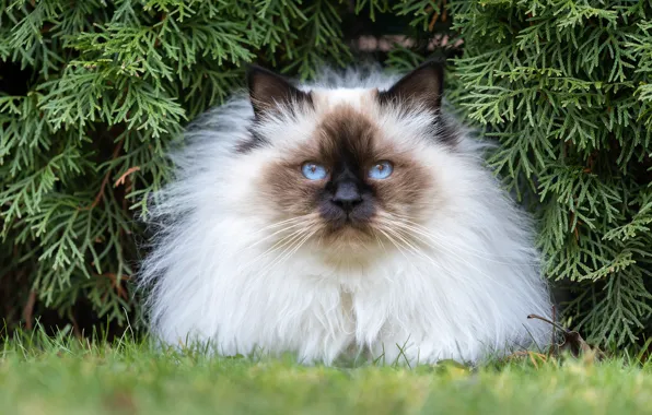 Кошка, кот, взгляд, ветки, поза, портрет, сад, лежит