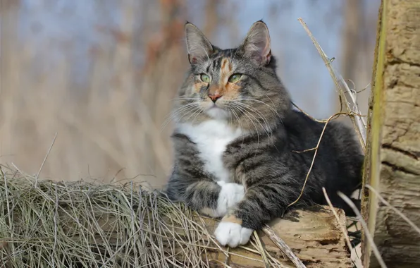 Картинка кошка, кот, Норвежская лесная кошка