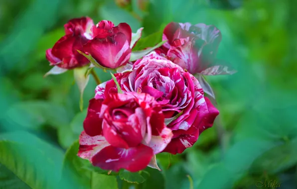 Бутоны, Розы, Roses