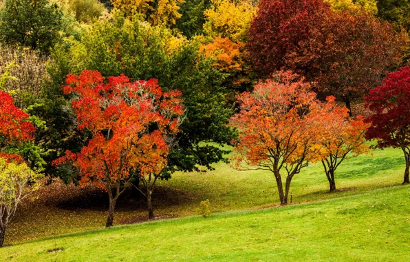 Осень, трава, цвета, деревья, парк, склон, Австралия, Mount Lofty Botanic Garden