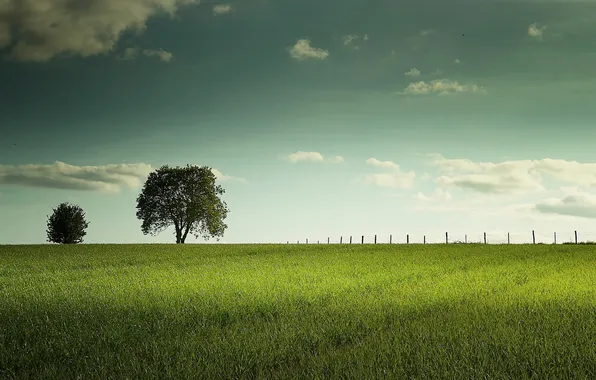 Картинка поле, пейзаж, дерево