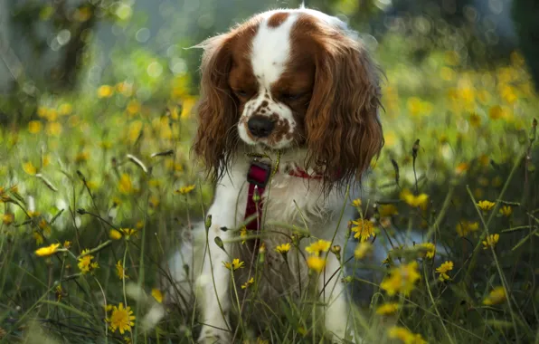 Dog, flowers, bokeh