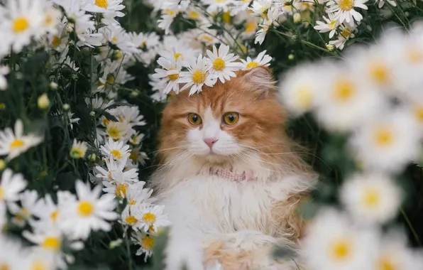Кошка, лето, взгляд, цветы, поза, котенок, поляна, портрет
