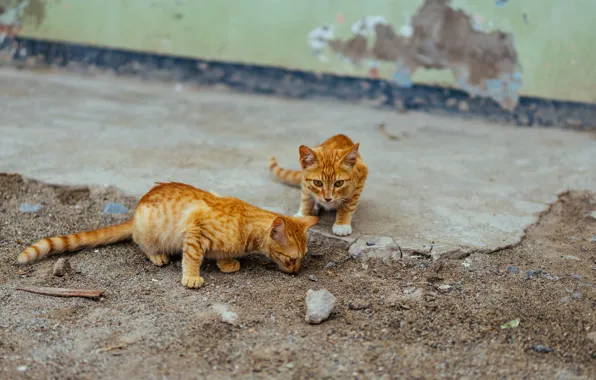 Кошки, стена, улица, пара, котята, рыжие, два котенка, уличные