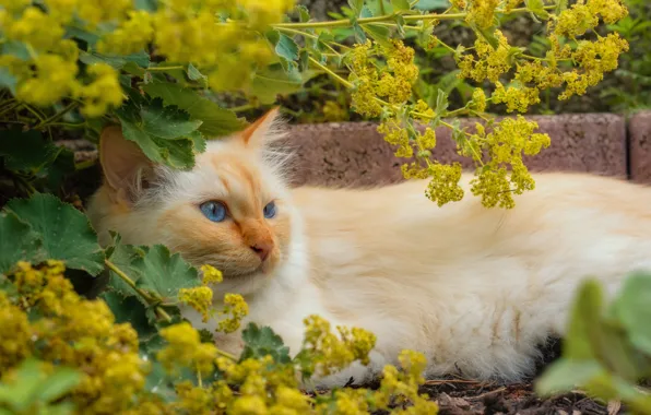 Кошка, кот, взгляд, цветы, поза, желтые, пушистый, сад