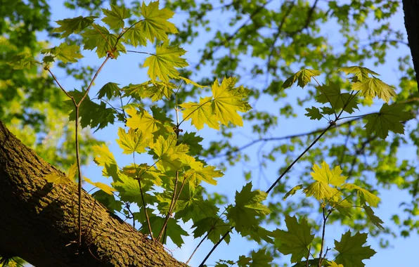 Green, leafs, twigs