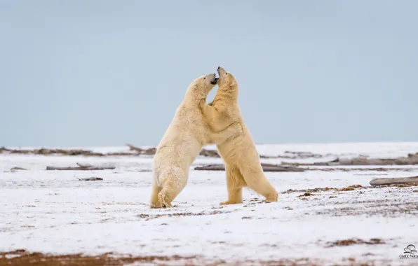 Игра, хищники, борьба, двое, полярные медведи