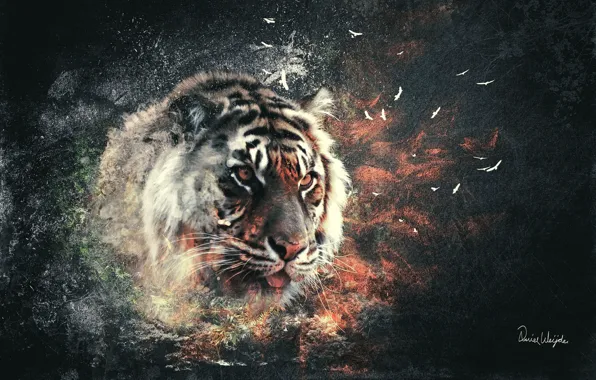 Картинка кошка, взрыв, тигр
