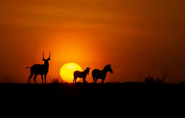 Fireball, twilight, animals, sunset, dusk, Africa, zebra, wildlife