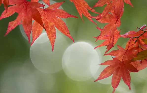 Осень, листья, природа