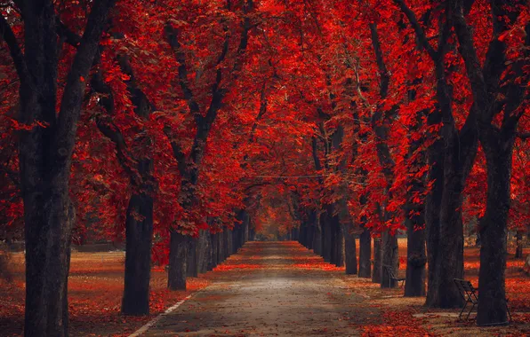 Осень, деревья, парк