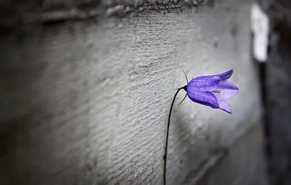 Картинка фиолетовый, цветы, одиночество, фон, обои, размытие, wallpaper, flower