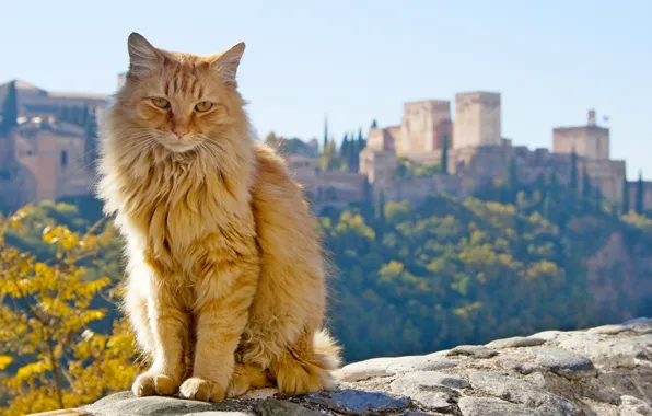 Картинка кот, рыжий, Испания, Spain, Андалусия, Andalusia, Гранада, Granada