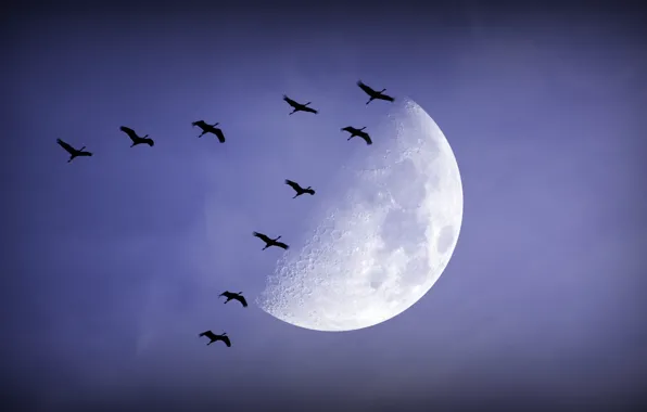 Картинка птицы, ночь, луна