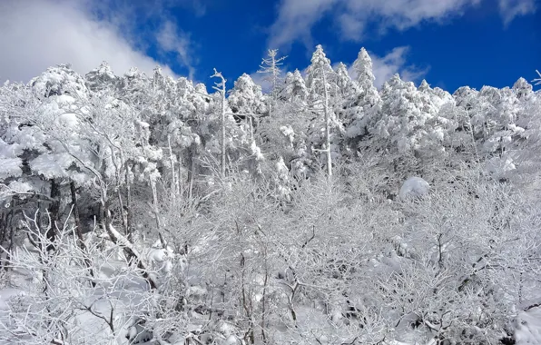 Картинка зима, лес, небо, облака, снег, деревья, склон