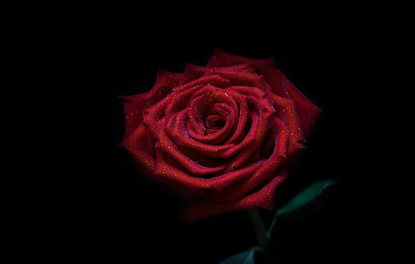 Капли, роза, красная роза, Red rose, роза на черном, капли на розе