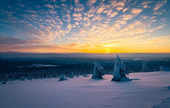 Зима, снег, деревья, утро, панорама