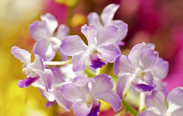 Цветы, сиреневая, орхидея