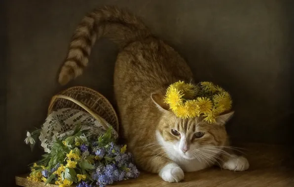 Картинка кошка, кот, цветы, весна, корзинка