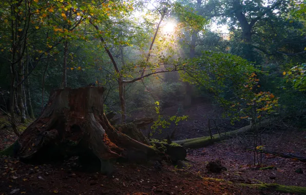 Картинка осень, лес, свет, ветки, природа, пень