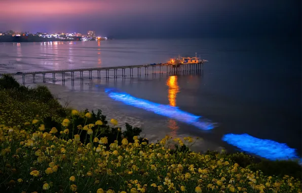 Картинка море, цветы, мост, берег
