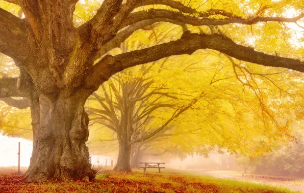 Осень, деревья, город