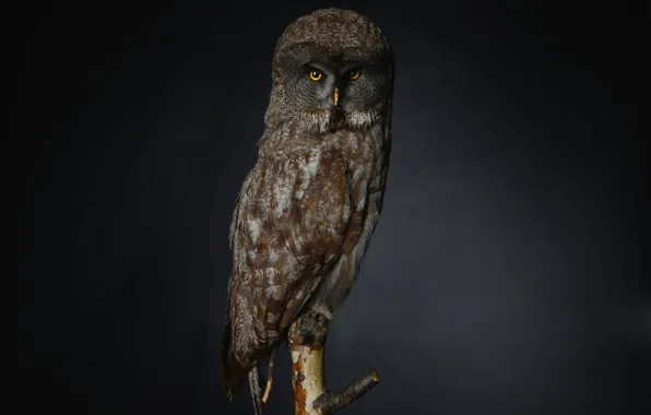 Глаза, сова, ветка, eyes, branch, owl