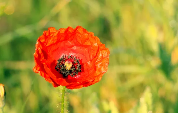 Red, poppy, blooming