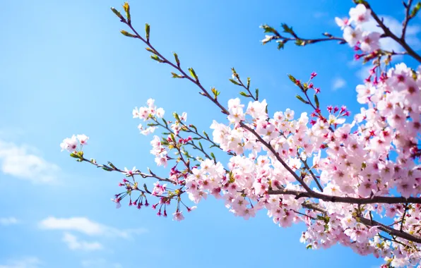 Картинка небо, ветки, весна, сакура, цветение, pink, blossom, sakura