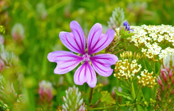 Картинка Весна, Цветок, Flower, Spring