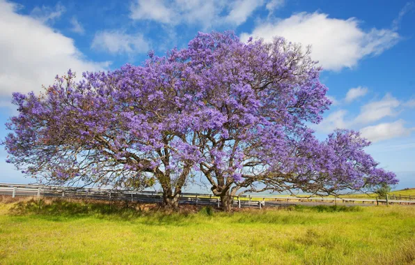 Картинка небо, трава, облака, дерево, Гавайи, цветёт, Жакаранда, остров Мауи