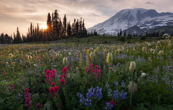 Деревья, закат, цветы, гора, луг, Washington, штат Вашингтон, Mount Rainier