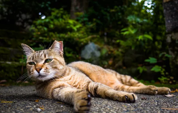 Отдых, котик, лежит
