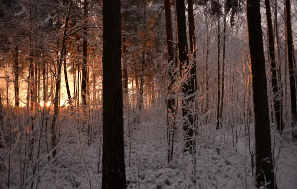 Картинка зима, иней, лес, снег, деревья, закат