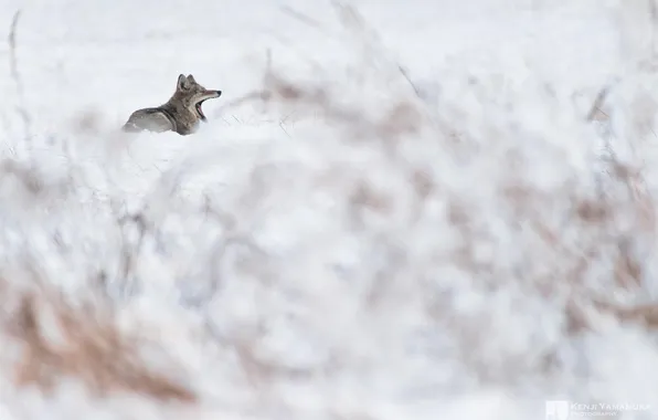 Картинка снег, куст, волк, долина, зевает, photographer, Kenji Yamamura