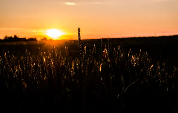 Sunset, Golden, Summer, View, Field, Macro, Mood, Grains